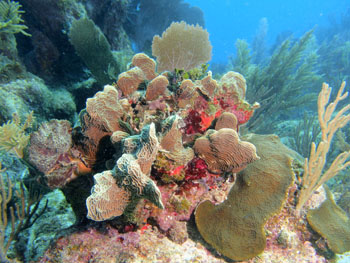 reef in the national park of Puerto Morelos