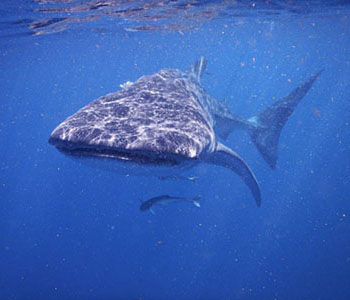 a Whale shark swimming close at the surface